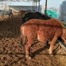 东营肉马小口