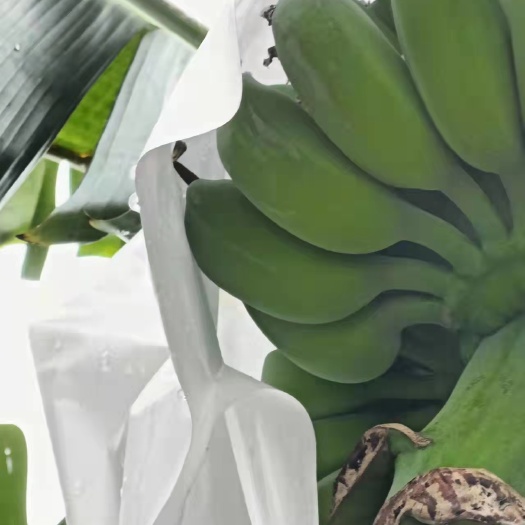 元阳县小米蕉 香蕉芭蕉，苹果蕉大量供应货
