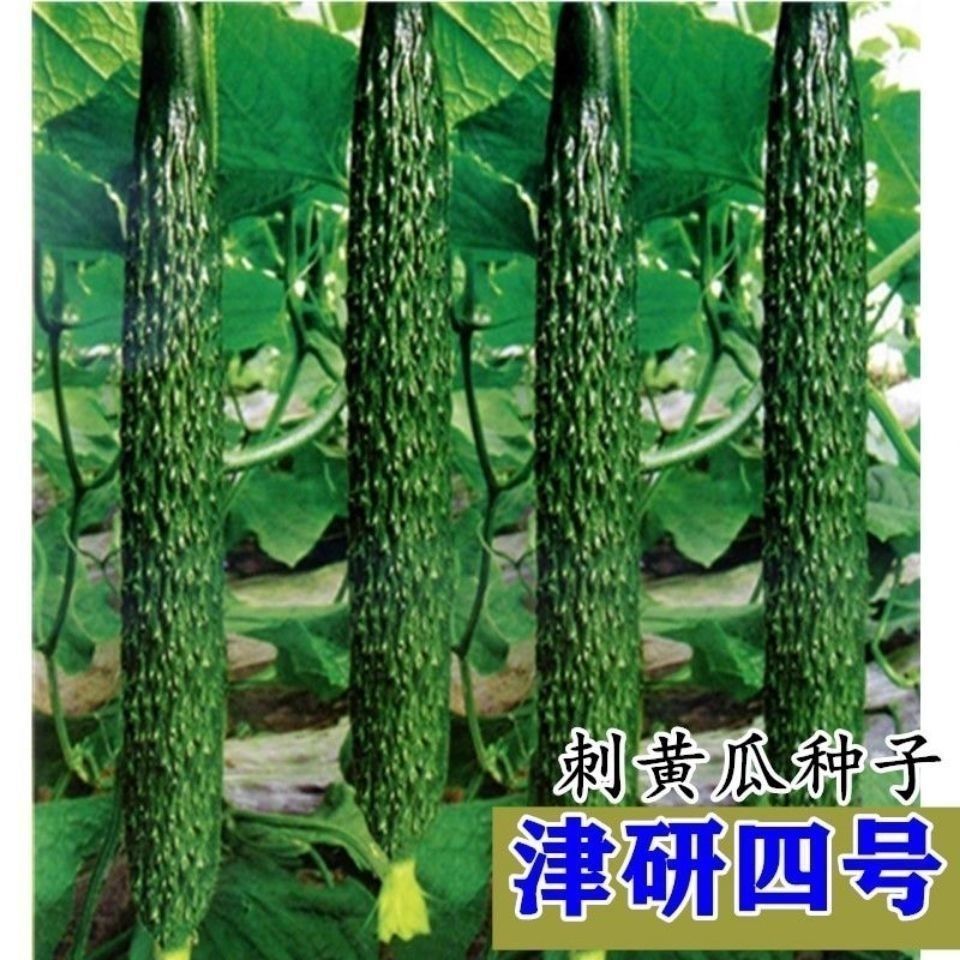 黄瓜种子津研4号黄瓜种子刺黄瓜种子四季播种菜园农庄种植蔬菜