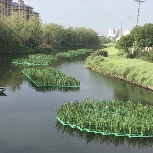 安新县黄菖蒲 人工生态浮床 浮岛 聚酯纤维浮床 生态浮岛