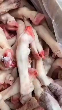 河间市育肥羊 羊蹄，