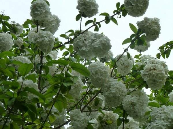 淄博无尽夏绣球 绣球花