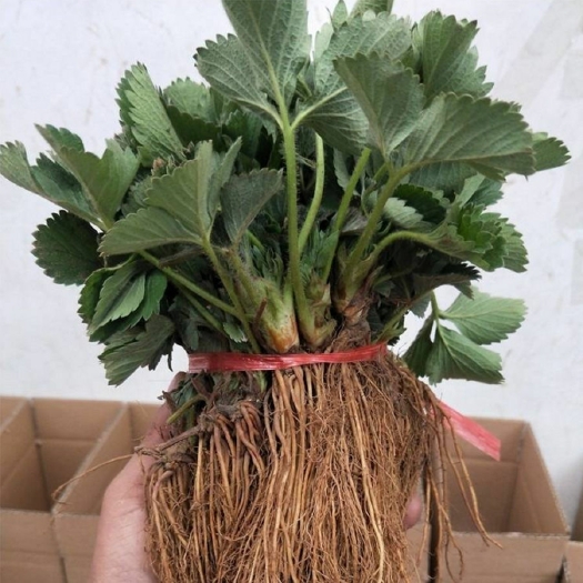 平邑县草莓苗 地栽苗 脱毒苗 