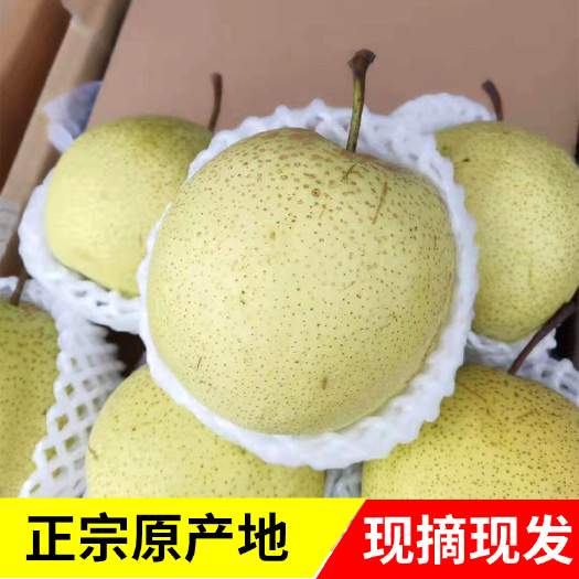 赵县赵县雪花梨 雪梨 鸭梨 皇冠梨