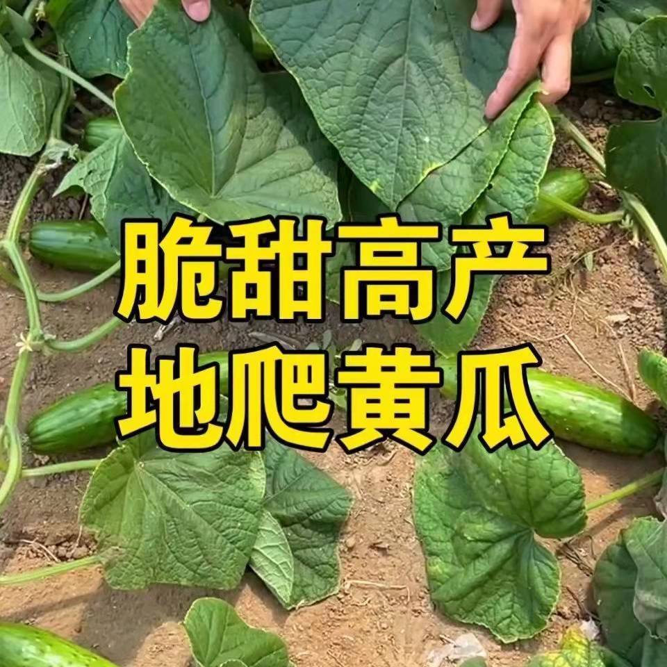 懒人地爬不搭架水果黄瓜种子爬满地阳台盆栽田园四季播种蔬菜种