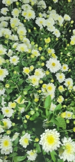 清丰县 2022年菊花苗，北京、苏北、香菊、婺源、桃菊、小洋菊、大阪