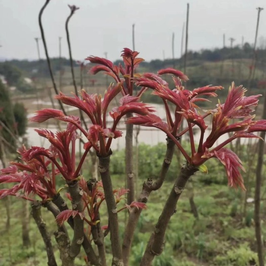 大竹县香椿芽