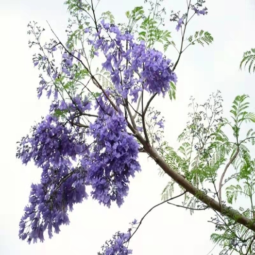淄博 蓝花楹