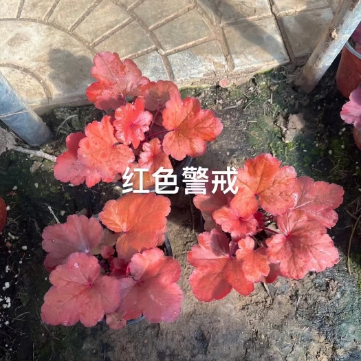 青州市矾根种苗 