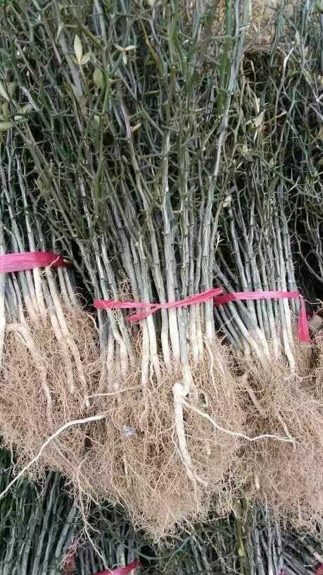 淄博枸橘苗 枸橘