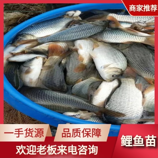 鲤鱼苗