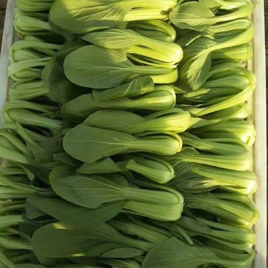 曹县上海青  油菜基地  超市商场直发    量大价格从优