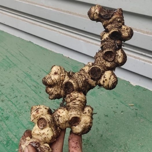 天峨县姜形黄精 姜黄精