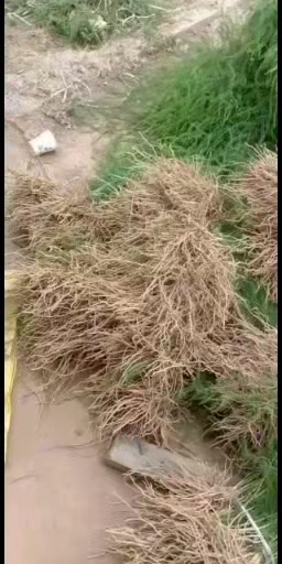 绿芦笋根，芦笋种苗基地批发