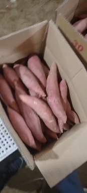 西瓜红，产地种植