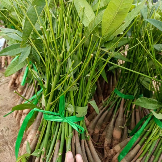 广州独杆发财树 发财树苗，30公分左右，包修剪，包上车