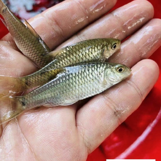 南宁青竹鱼苗，【军鱼苗】优质青竹鱼苗，鱼场直供，技术跟踪。