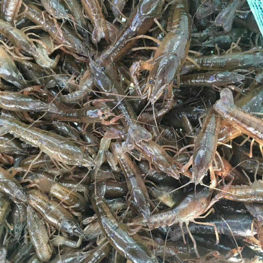 襄樊小龙虾苗  （热卖）龙虾苗  80-120尾一斤 基地直供