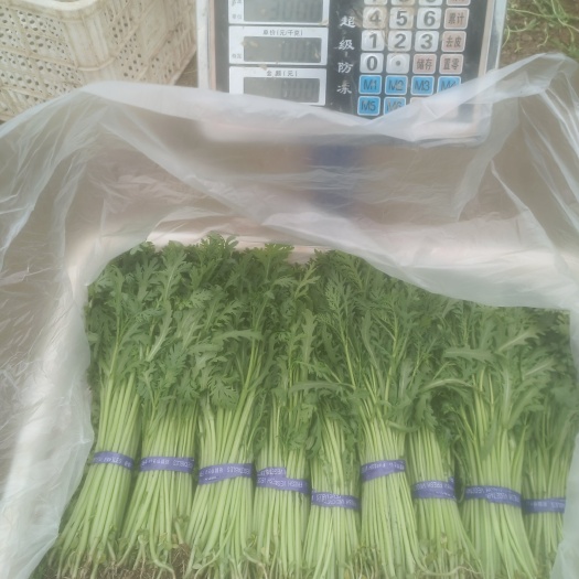 精品小把茼蒿、长期供应