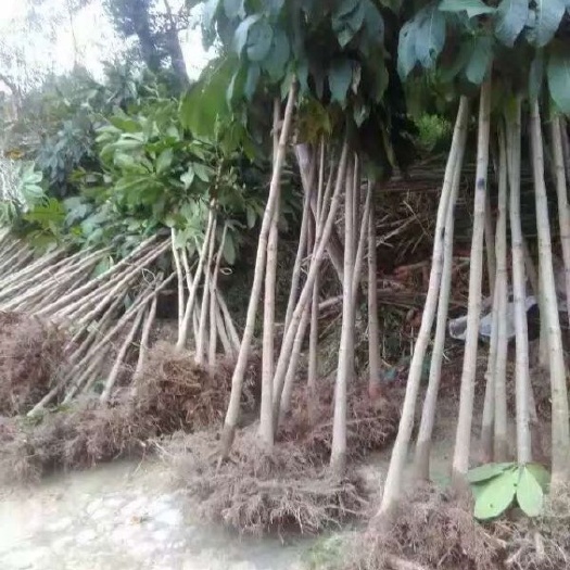 淄博 七叶树