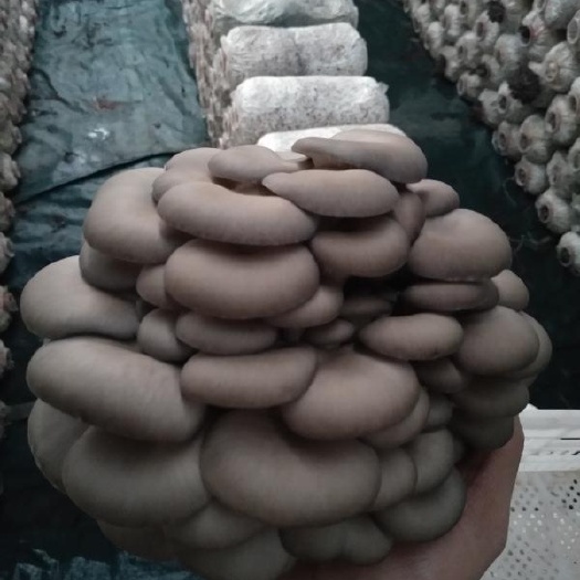 平菇菌种  平菇栽培种 高产品种 常年供应  发货