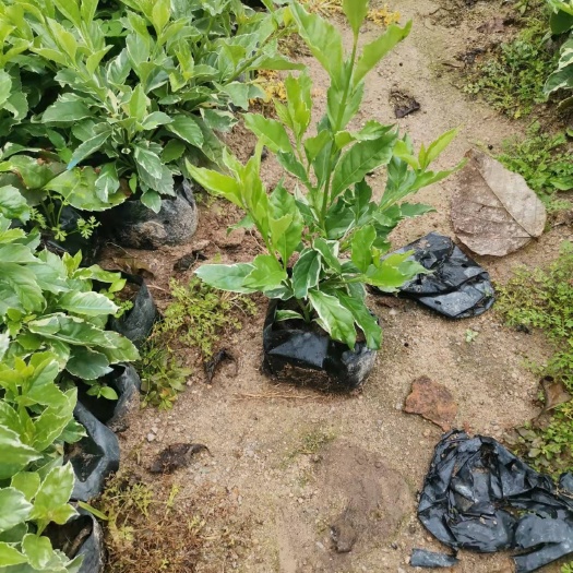 漳浦县花叶连翘苗 花叶假连翘，银边假连翘