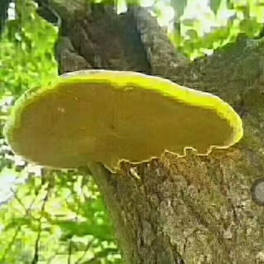 正宗桑黄，如假包换，包邮