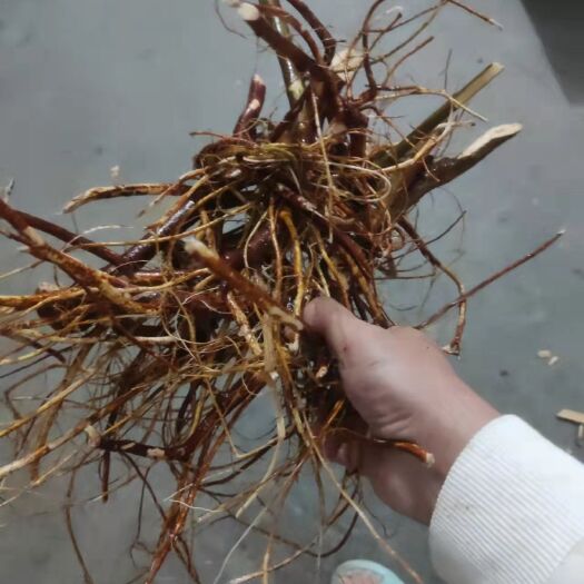 连南县五指毛桃 