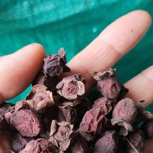 博罗县桃金娘   山棯子，三蒸品，泡酒料