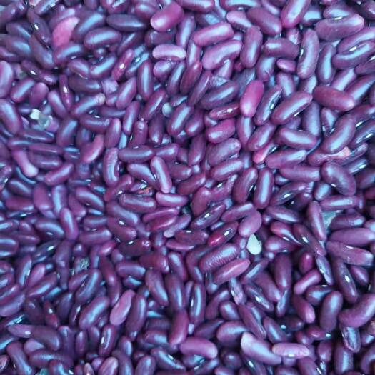 保山 精品红腰豆，可长期供货，量大从优。