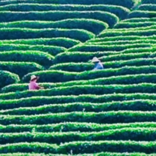 三江县雀舌茶 三江茶，乌牛早，白茶，大袍，
