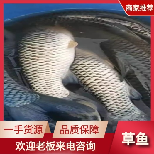 精品草鱼，长期供应