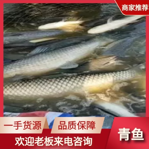 安乡县青鱼