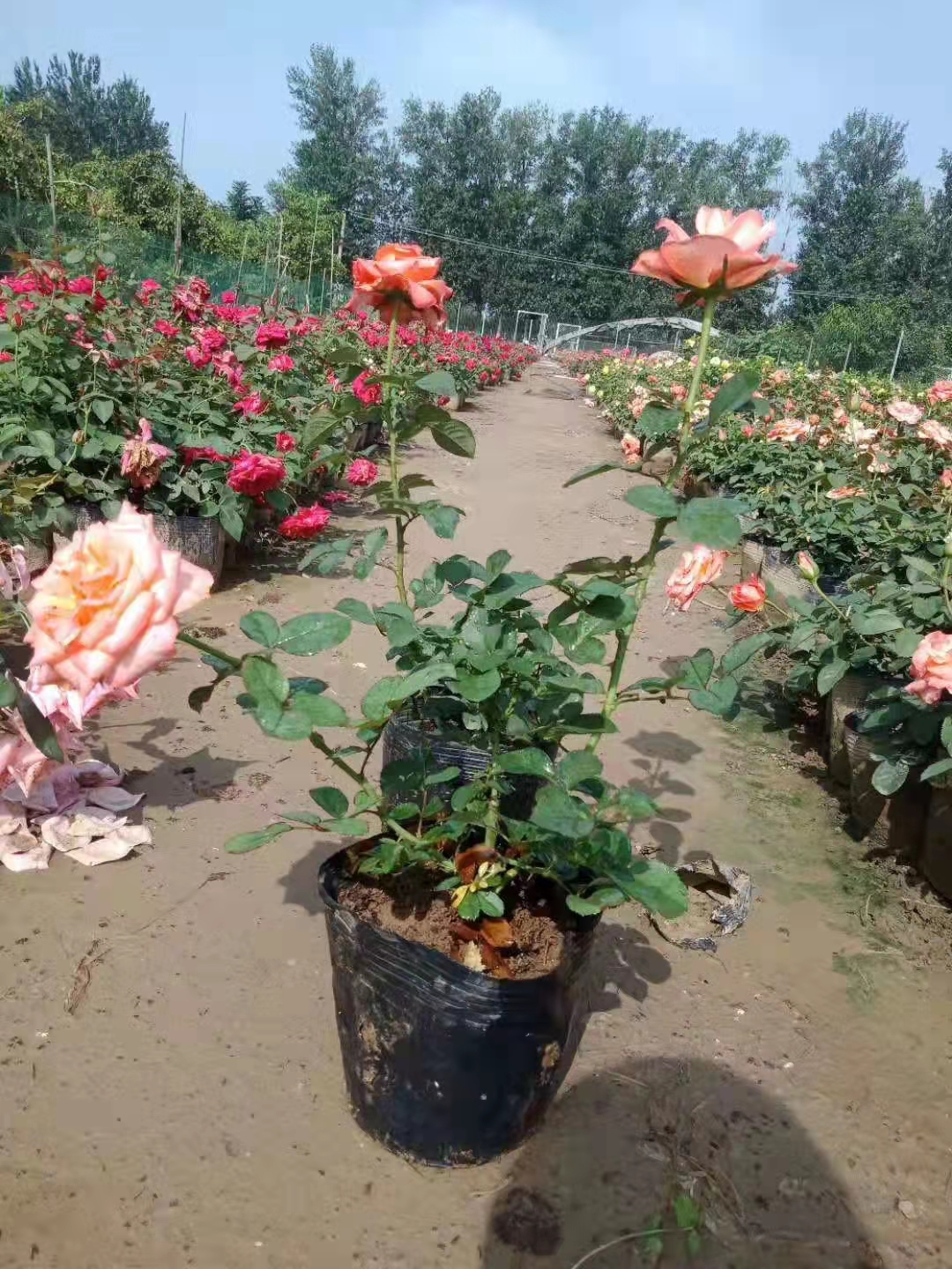 大花月季，各种颜色，基地直销