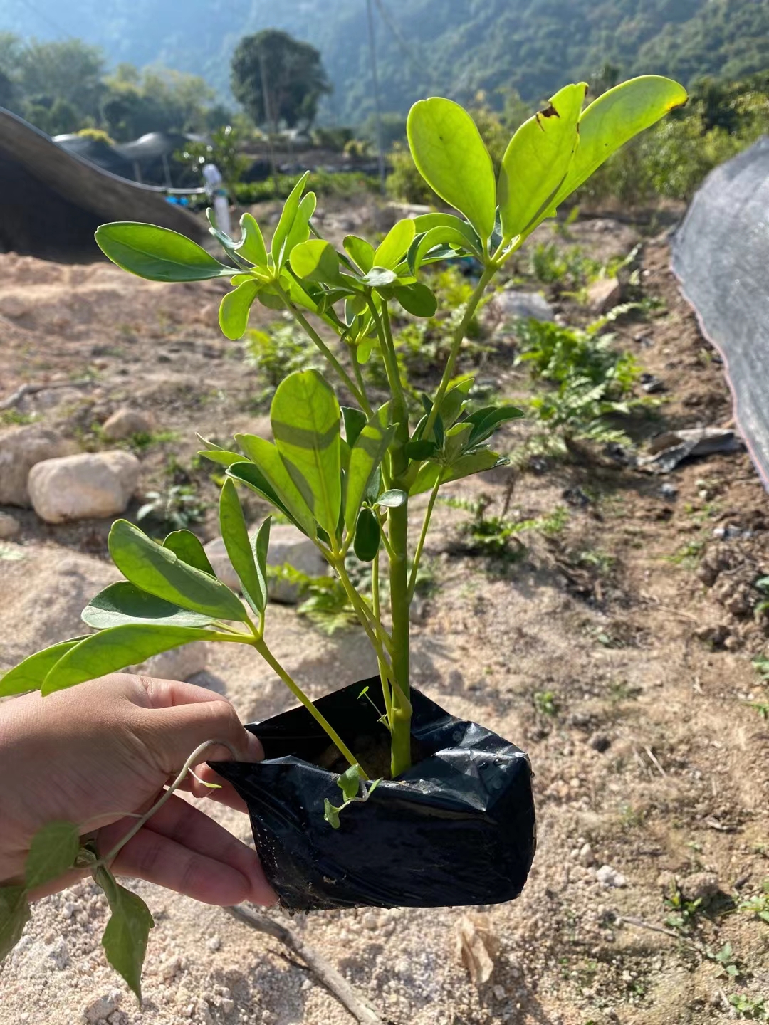 鸭脚木，鹅掌柴，花叶鸭脚木，澳洲鸭脚木