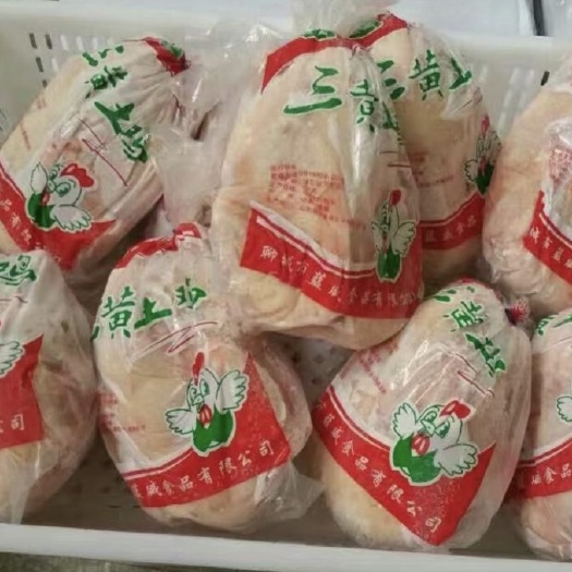 阳谷县三黄鸡 西装鸡专业生产商