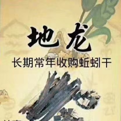 南宁 广地龙药用