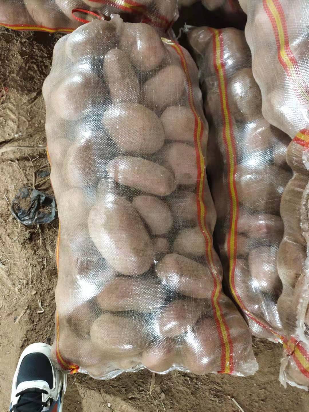 武川县内蒙古武川红沙土226土豆现已大量上市，可视频看货