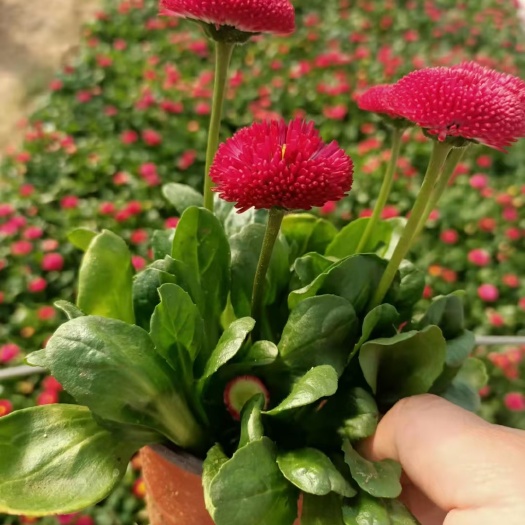 青州市雏菊