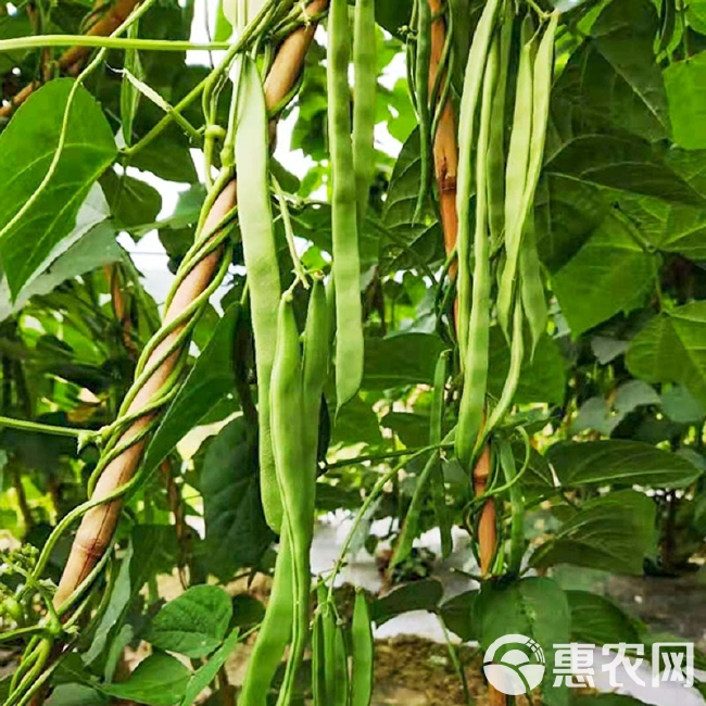 扁豆种子 和利农正源翡翠扁平架豆种子种籽芸豆春季四季豆蔬