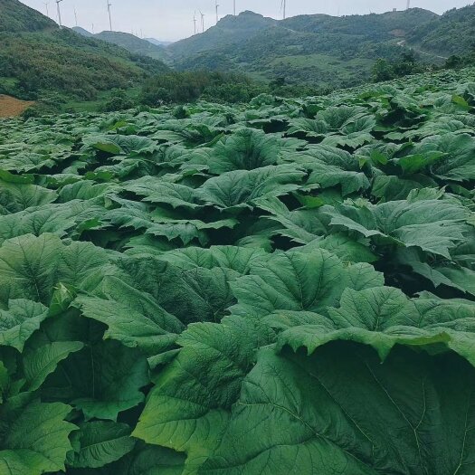  药用大黄