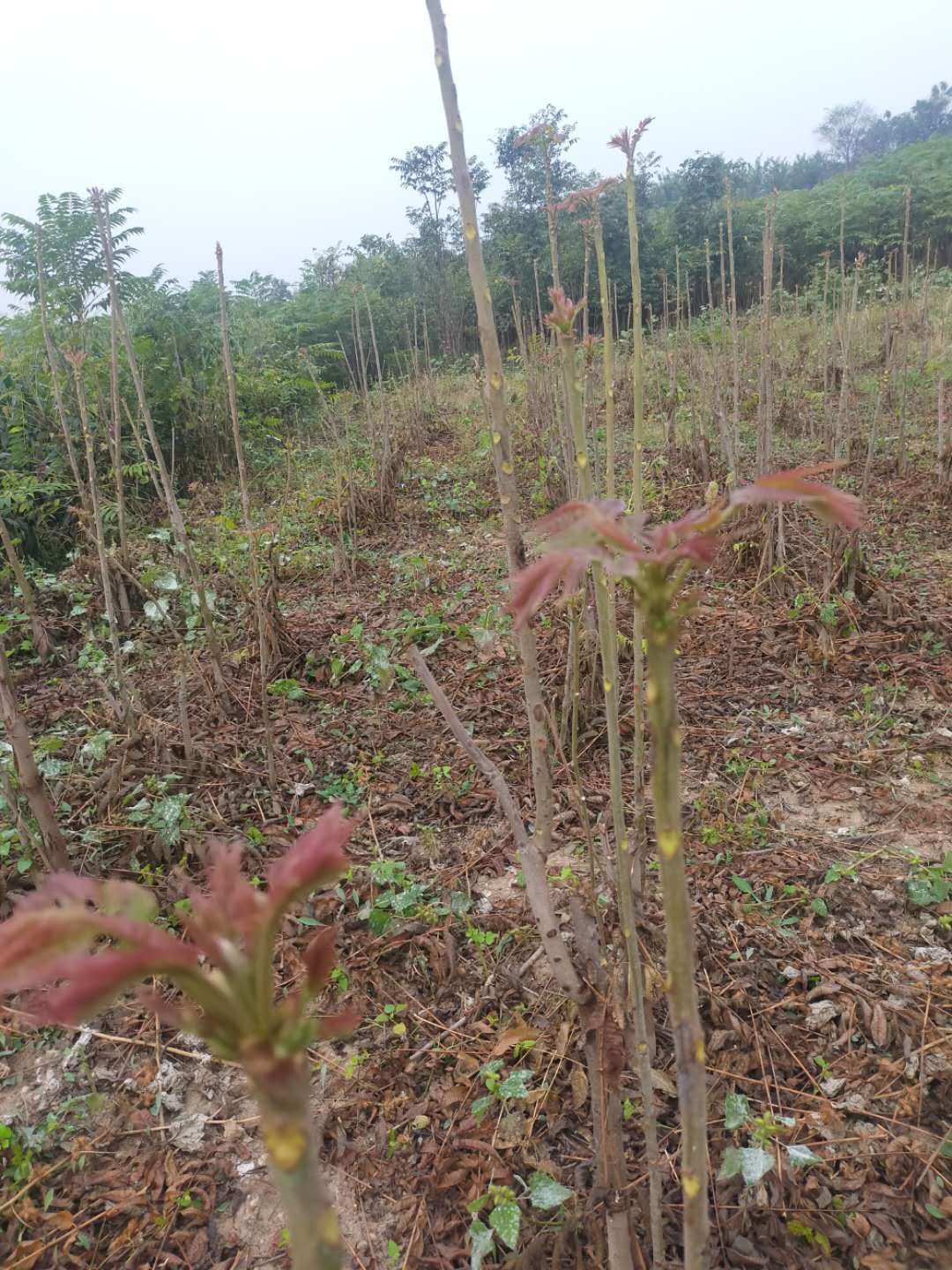 红油香椿苗 2公分以下