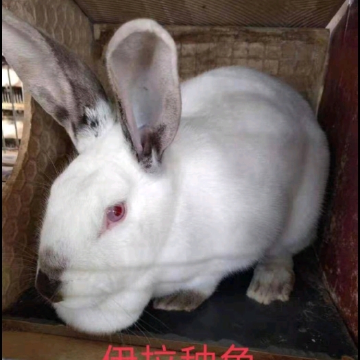 衡阳县杂交兔  肉兔兔肉商品兔月月兔新西兰大白兔小白兔