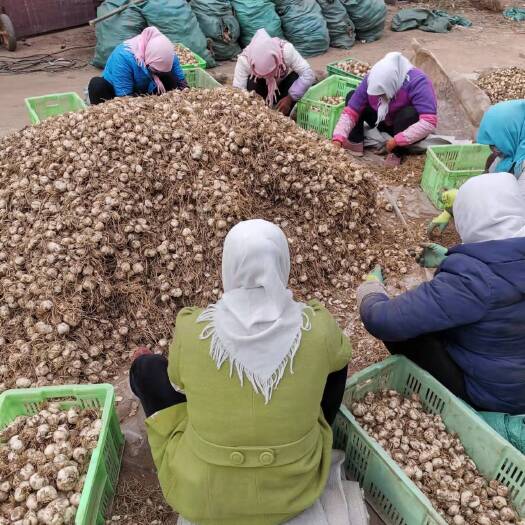 兰州批发当季易成活耐寒新挖农家兰州水果中药食用甜百合球种植幼种