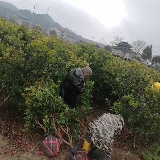 靖州县东魁杨梅树苗 