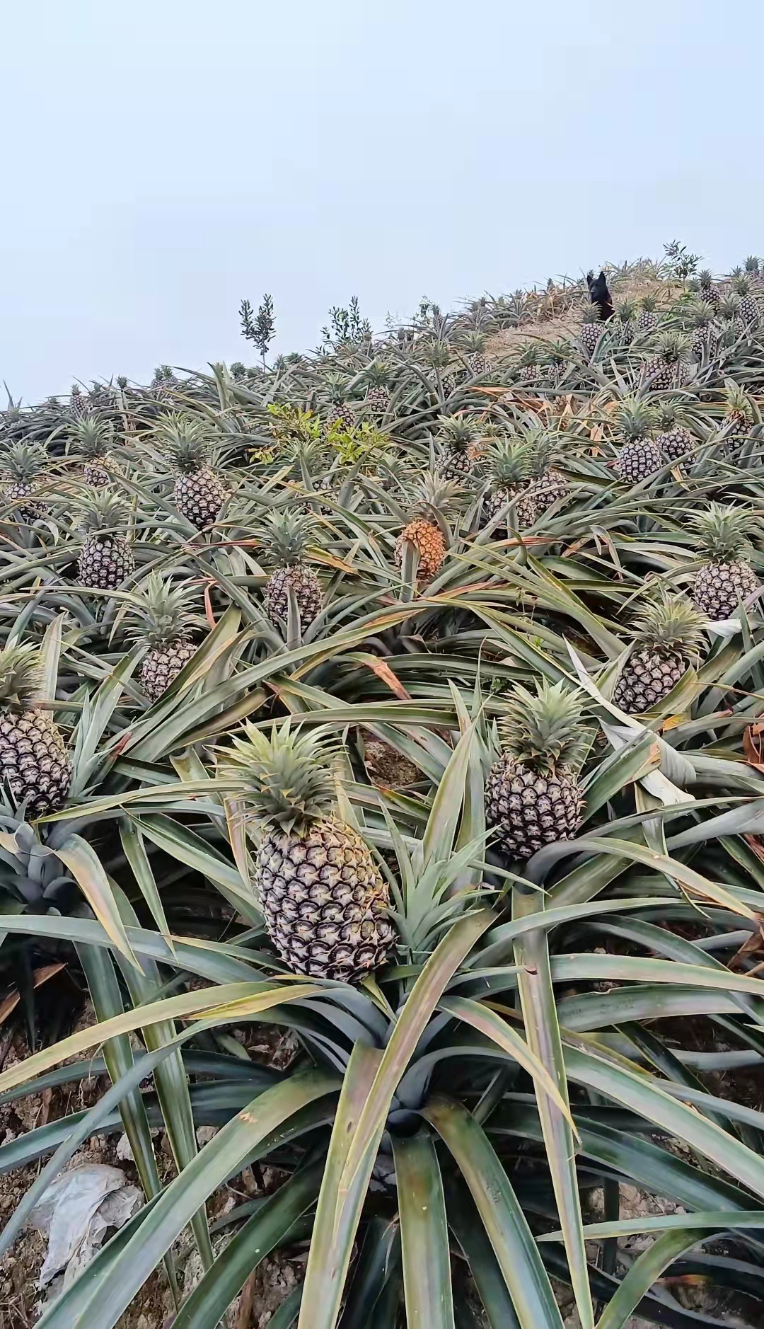 海南凤梨市场电商合作发货规格齐全，好品质货供应