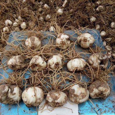 兰州南北方四季可种植好养易活开花兰州药食用新鲜甜百合球株批发带