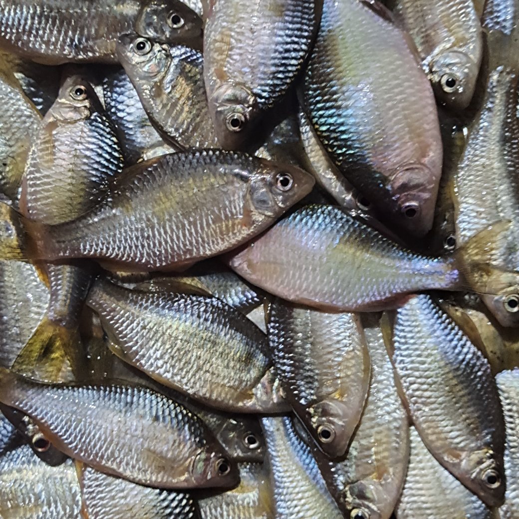  鳑鲏鱼大量有货需要的联系了