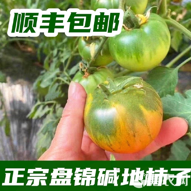 铁柿子 辽宁盘锦碱地柿子西红柿精品一级果特级果3斤/5斤顺丰