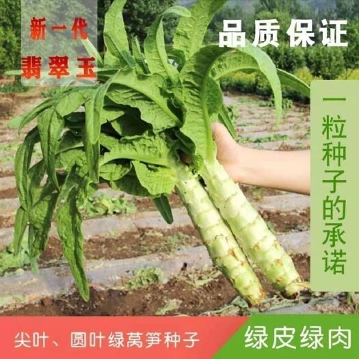 成都四季莴笋种子青皮绿肉香莴笋种子高产耐热耐寒春秋冬播种蔬菜种
